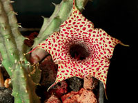 Huernia hislopii